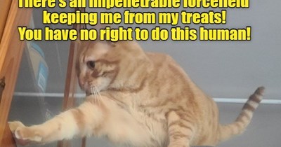 You have no right to do this human!