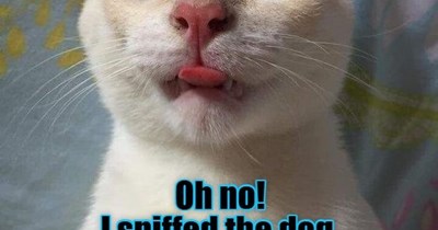 I may never recover from this