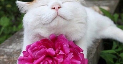 Shiro was always considerate