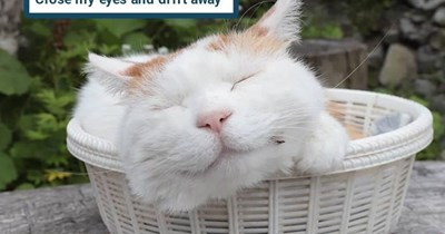 "Lazy Sunday" by [the] Small Faces