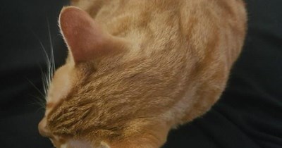 TTO "I'll Wait" by Van Halen