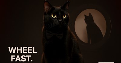 Lou is a trailblazer in the world of feline fitness