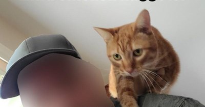 Extra chicken nuggets?