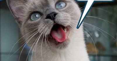 Bosco the nutritionist