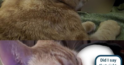 Meowfia enfurcer in training