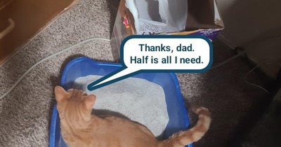 Scooping interrupted