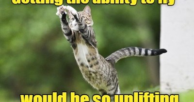 It's a bird, it's a plane...