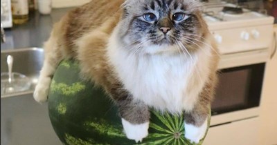 KKPS Akademik Decatalon  Martha Mae - Agriculture