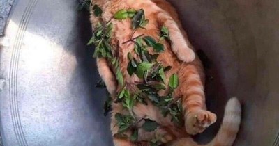 KKPS Akademik Decatalon  Buster - Culinary Arts