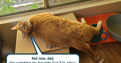 Come back during commercial (IOW never)