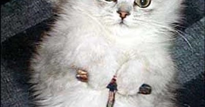 KKPS Akademik Decatalon  Krafty - Physics