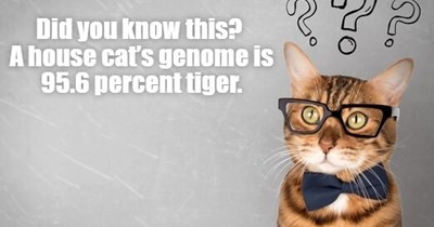 Nerdy Cat Facts For Nerdy Cats