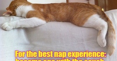 Nap hard