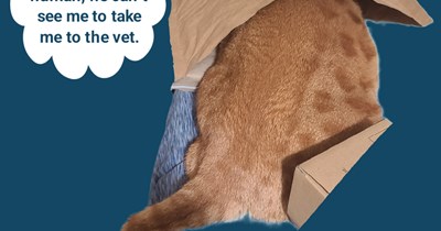 She'll never be Furred Purrefect