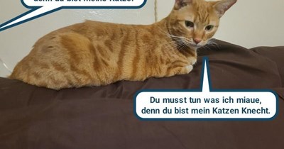 Die Katze sagt "Du hast es rückwärts."