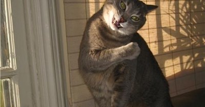 Aunty Tabby's got something for you