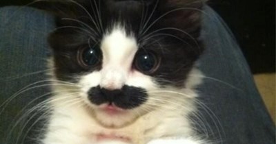 I mustache you a question.