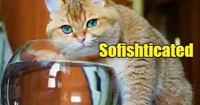 Not everyone loves puns.