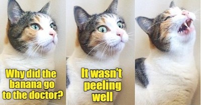 Joke Cat shouldn't quit his day job.