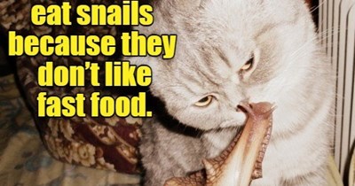 I'll have the fried mozzarella sticks instead.