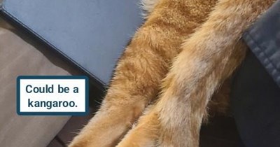 Are you sure you're feline?