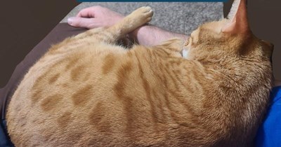 TTO "Under My Thumb" by The Rolling Stones