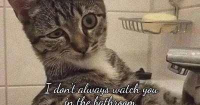 The World's Most Interested Kitten