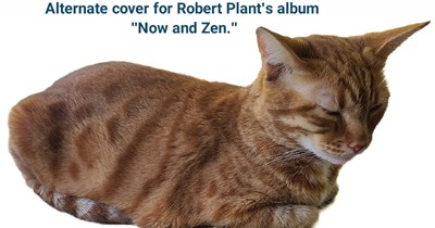 Sarah's getting into meowdeling