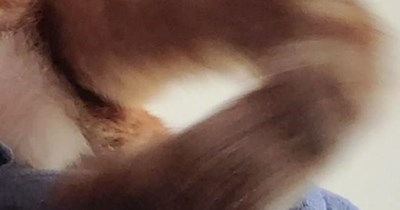 The cat-kraken strikes!