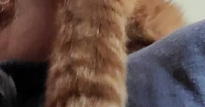 Favorite litter-ature? Furry tails.