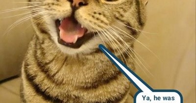 You'll never catch 'em all at that rate