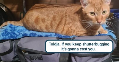 Cat demands meowdeling fee