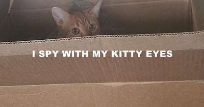 Kitty eyes