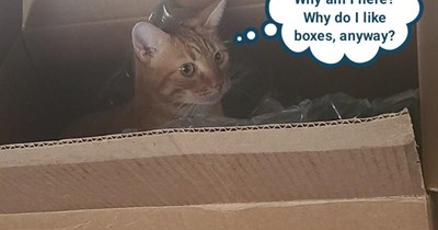 Kitty has an existential crisis