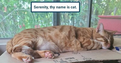 It's in the pictionary