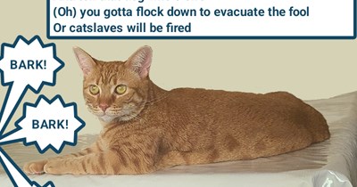 TTO "Electric Avenue" by Eddy Grant