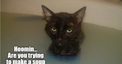 I Noticed The Parrot's Been Missing Since Last Week