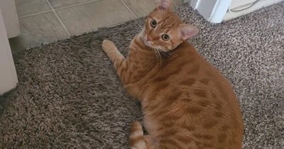 Kitty stages a s***-in