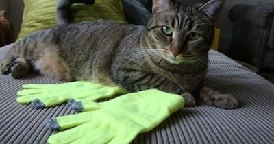 (That's the look, that's the look)  THE LOOK OF GLOVE