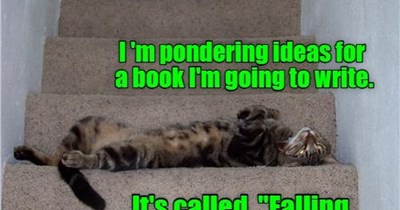 Travel Agent Cat is planning your next trip.