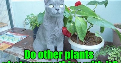 Will they send flowers?