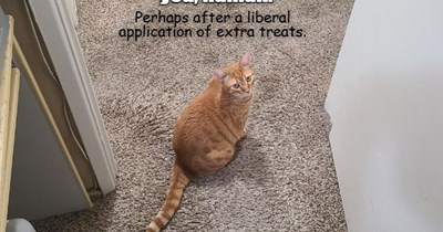 Extra treats might work