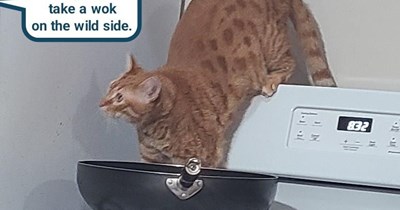 With apologies to Lou Reed