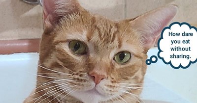 No human food for you, Sarah-cat