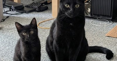 I shall call him "Mini Meeow."