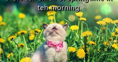 Springtime in teh morning.