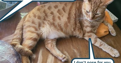 Cat sets her human straight