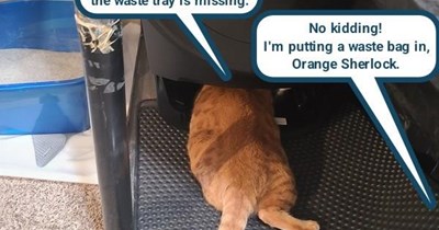 Orange cat: the saga continues