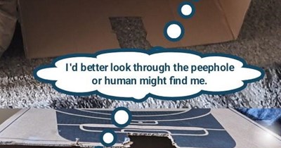 Orange cat brilliance on display