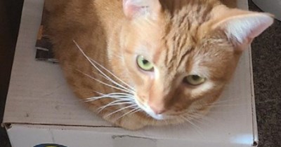 We have a serious mouse problem!